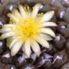 copiapoa_barquitensis